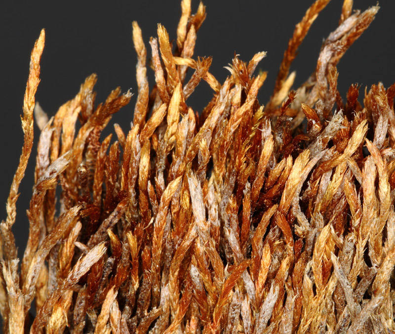 Orthothecium chryseon var. chryseon